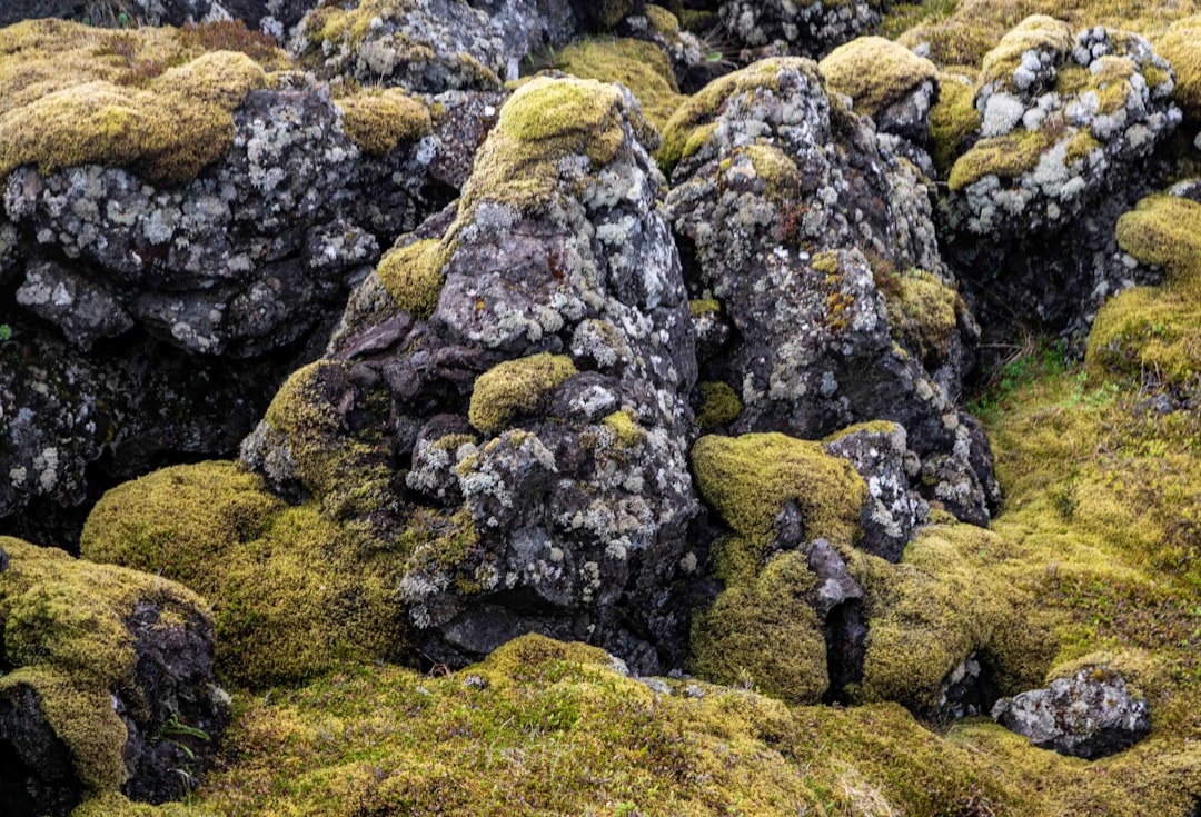 a bunch of moss growing on the rocks