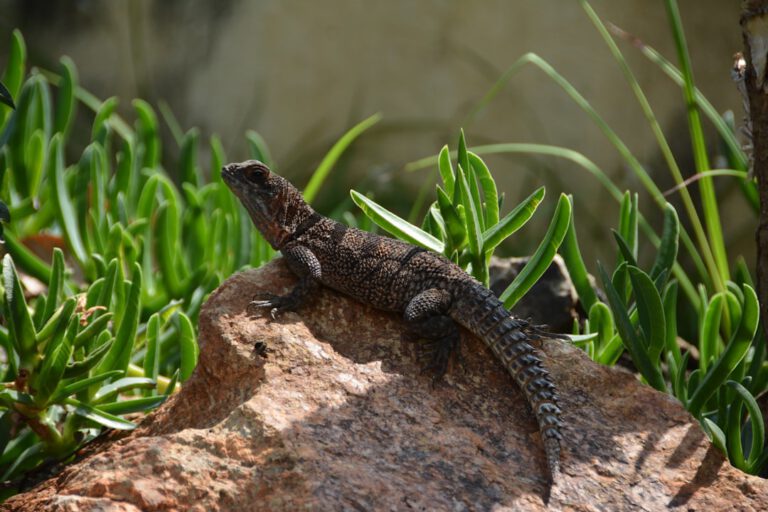 a lizard is sitting on a rock in the grass