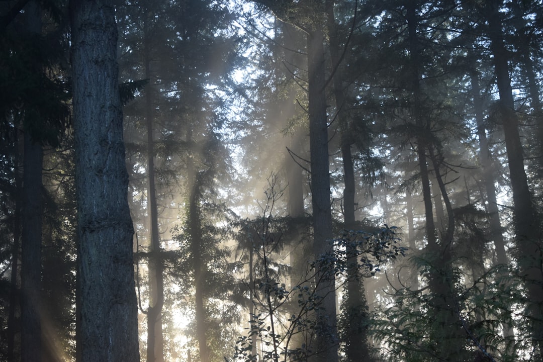 Sunlight streams through a misty forest canopy.