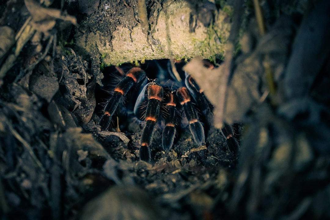 A tarantula with orange stripes peeks from a dark burrow.