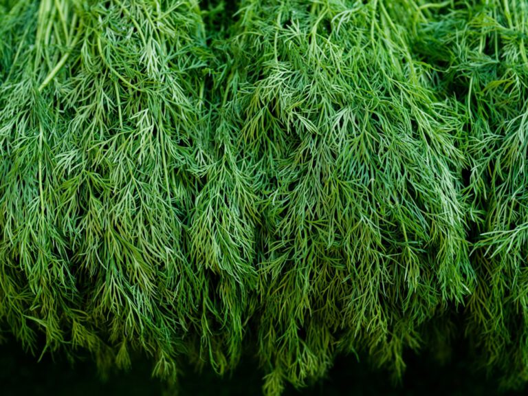 Gurkensalat mit Dill und Joghurt