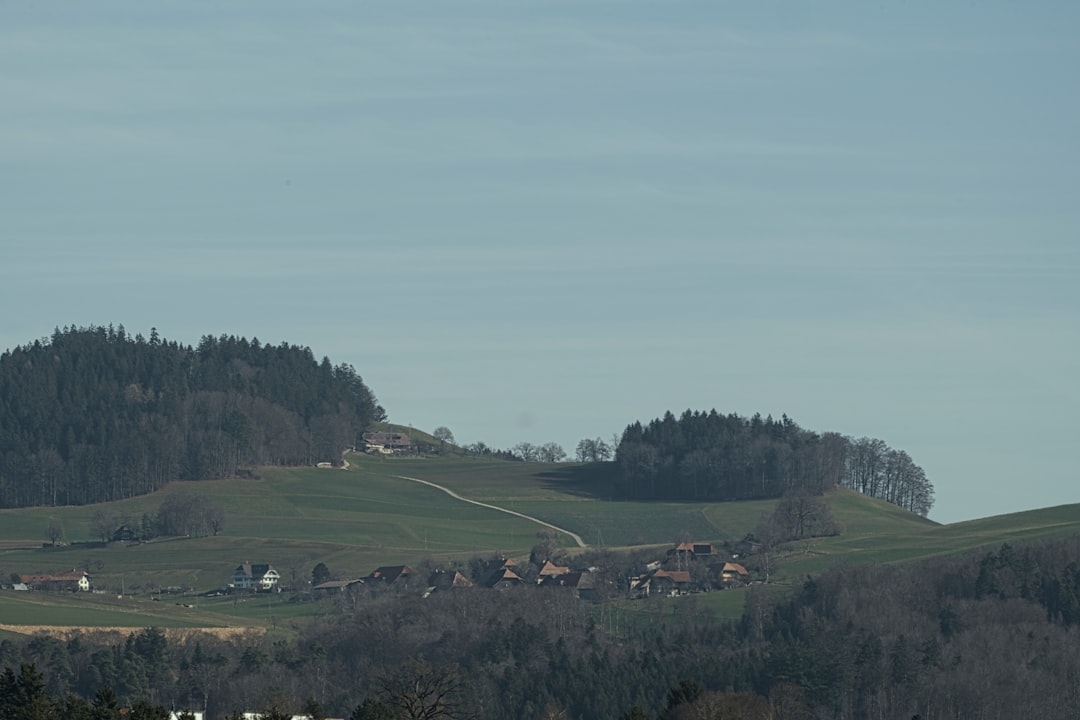 Schwarzwurzel in Rahm