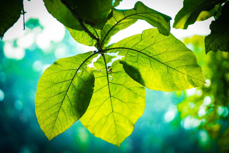 Green Jobs 2026: Welche nachhaltigen Berufe wirklich gesucht werden — Foto via Unsplash