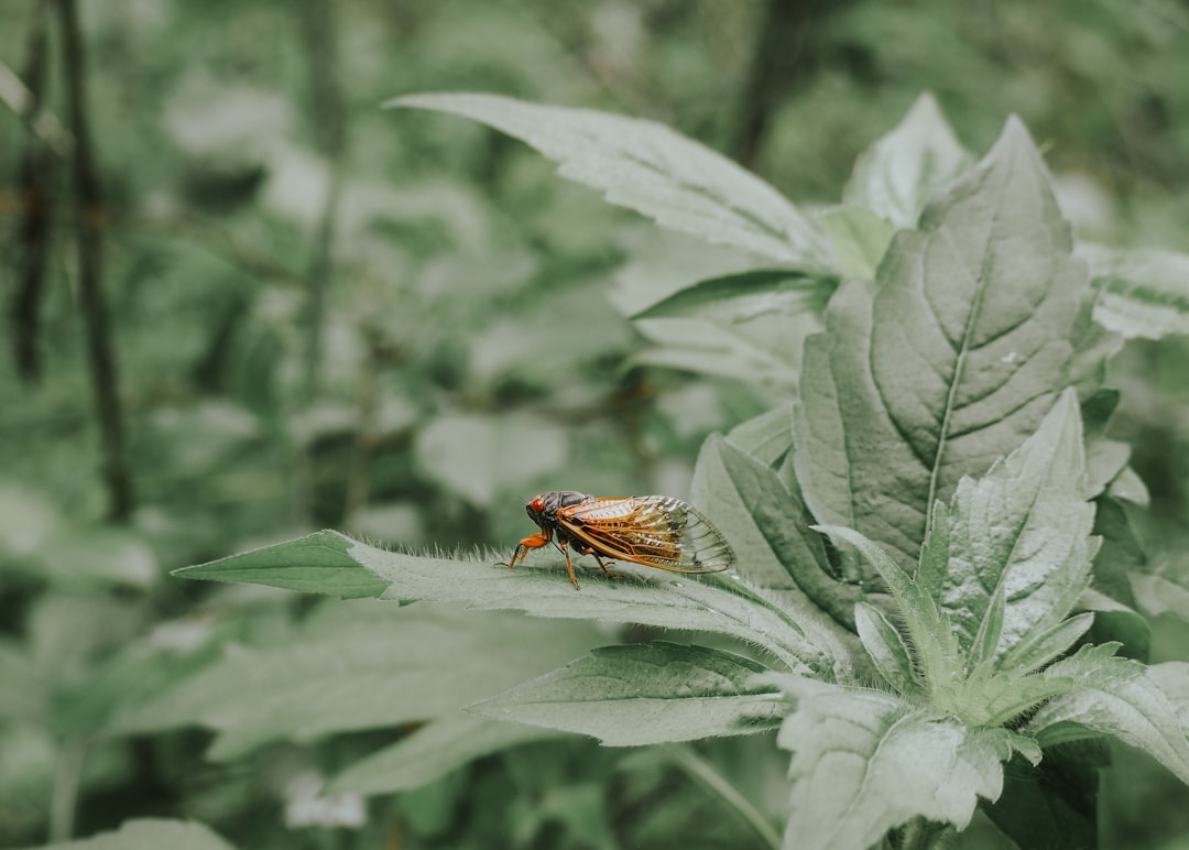 Insektensterben verhindern: Welche Produkte können helfen?