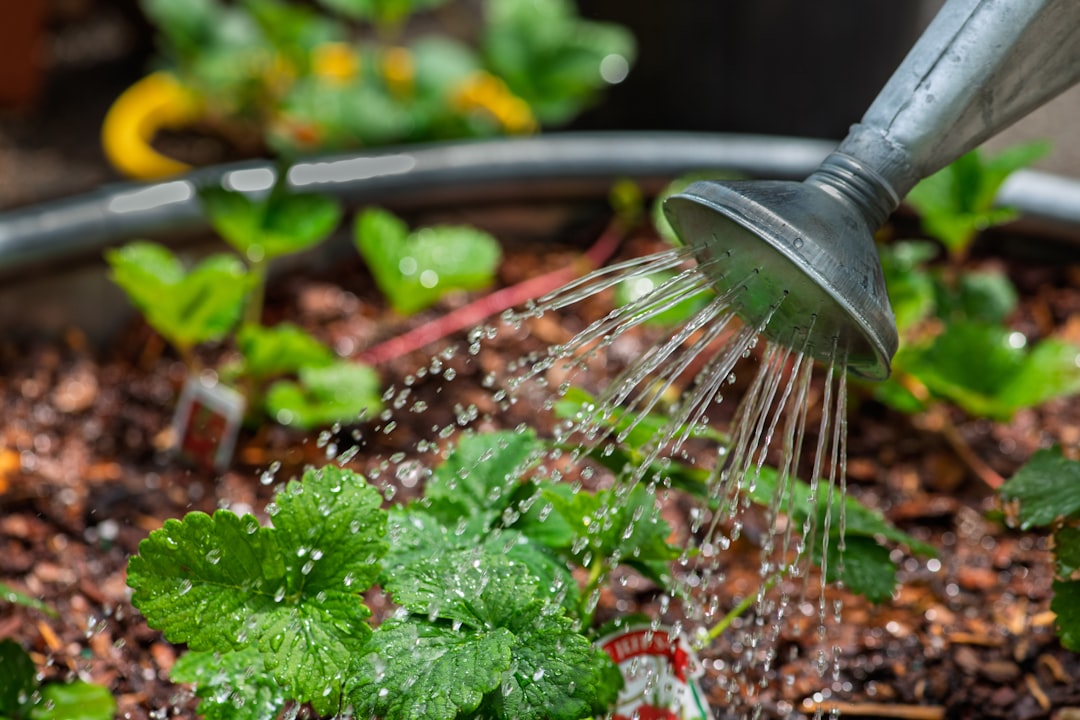 Balkonpflanzen ohne viel Wasser: Welche Arten genügsam sind
