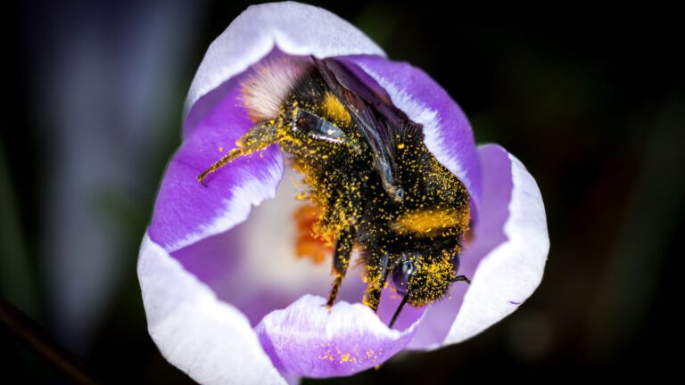 Eine Hummel sammelt Pollen in einer violetten Krokusblüte