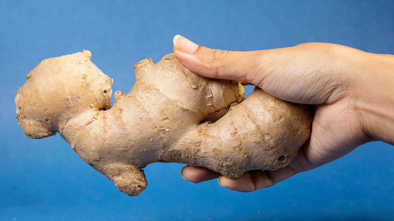 Eine Hand hält ein großes Stück frischen Ingwer vor blauem Hintergrund