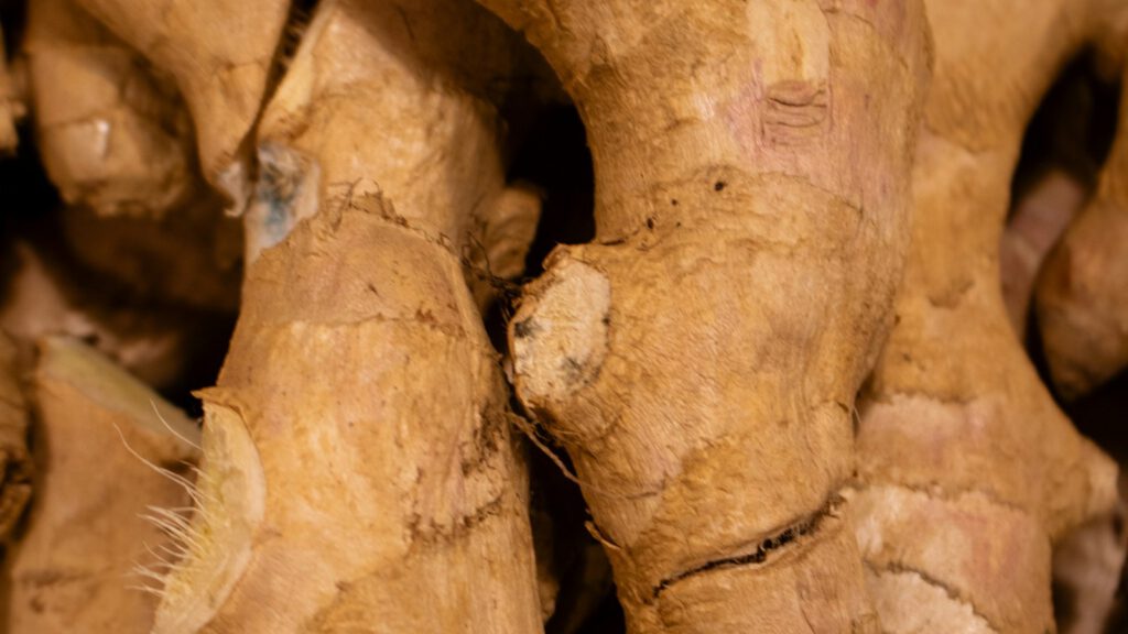 Nahaufnahme frischer Ingwer-Rhizome mit hellbrauner Schale