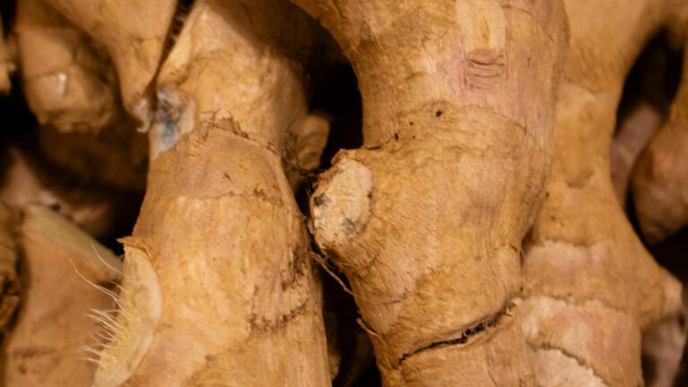 Nahaufnahme frischer Ingwer-Rhizome mit hellbrauner Schale