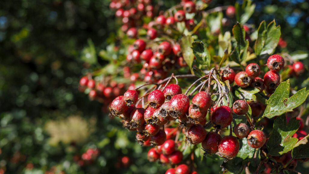 Weißdorn mit vielen roten Früchten in einer Hecke