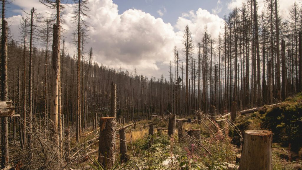 Abgestorbene Fichten und Baumstümpfe an einem Waldhang