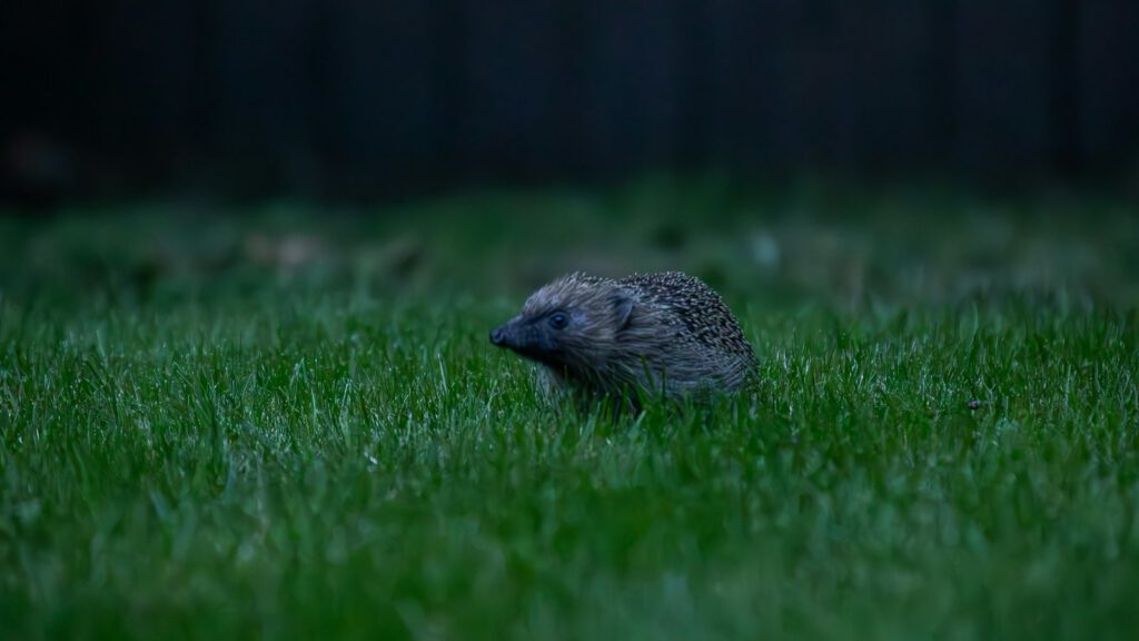 Igel auf einem Rasen in der Dämmerung