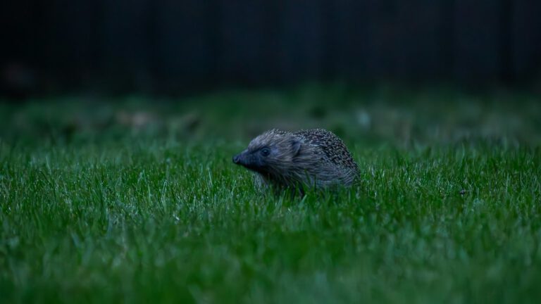 Igel auf einem Rasen in der Dämmerung