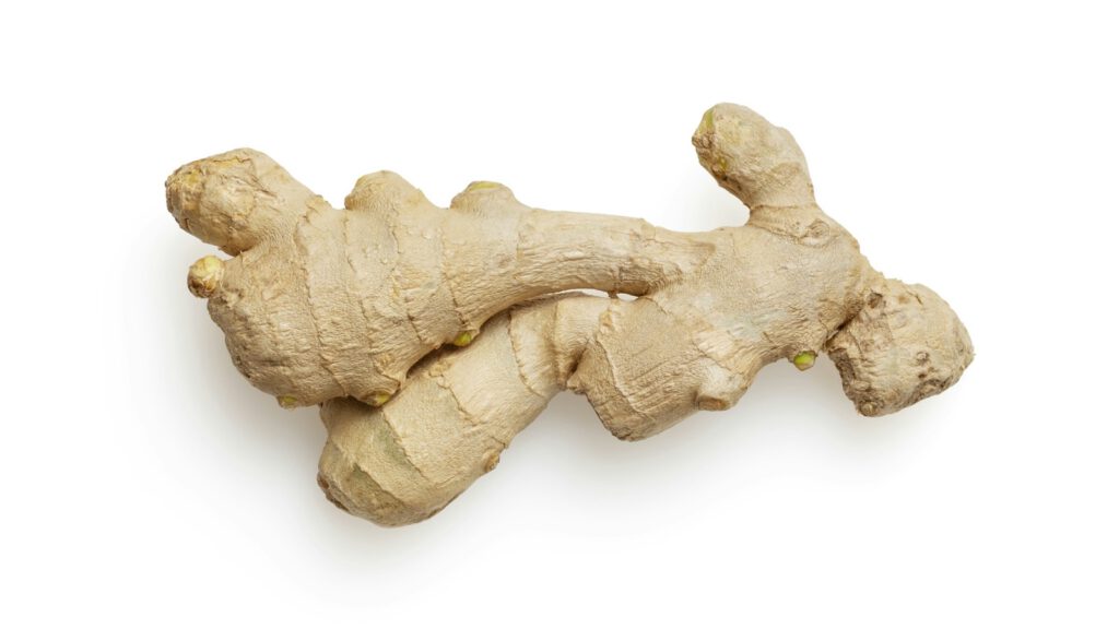 Frisches Ingwer-Rhizom mit kleinen grünen Triebknospen auf weißem Hintergrund