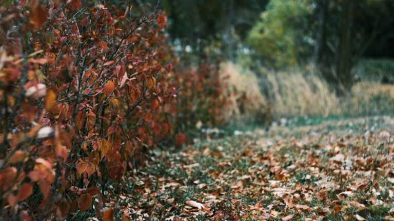 Herbstlaub liegt als dichte Schicht unter einer Hecke
