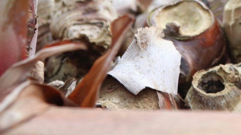 Rhizome eines Ingwergewächses mit trockenen Blattscheiden in einem Terrakotta-Pflanzkasten