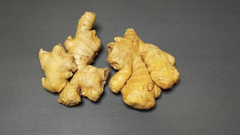 Zwei frische Ingwer-Rhizome mit heller Schale auf dunkelgrauem Untergrund